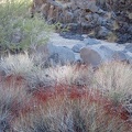 Many old, red plant stems (buckwheats perhaps) and fresh green catclaw acacias grow in this wash