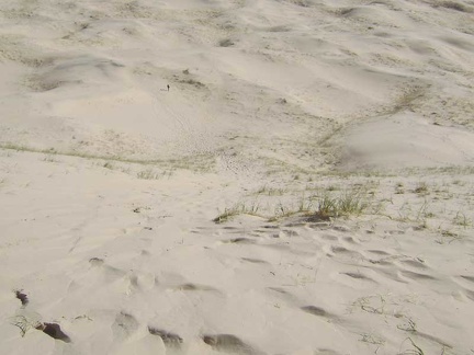 I'm coming down!  The guy from Saskatchewan ran all the way down the dunes ahead of me