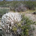 As I start hiking across the creosote-bush scrub, a fluffy winterfat bush (Krascheninnikovia lanata) catches my attention