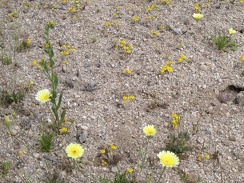 I hike past a small patch of yellow flowers, which seem to be goldfields (the tiny ones) and tidy tips, the larger ones