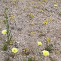 I hike past a small patch of yellow flowers, which seem to be goldfields (the tiny ones) and tidy tips, the larger ones