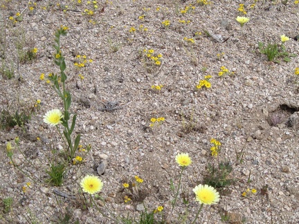 I hike past a small patch of yellow flowers, which seem to be goldfields (the tiny ones) and tidy tips, the larger ones