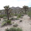 On the way to Kelso Peak, a few joshua trees are scattered across this area dominated by creosote-bush scrub