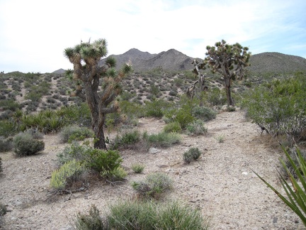 On the way to Kelso Peak, a few joshua trees are scattered across this area dominated by creosote-bush scrub