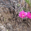 I start seeing the occasional Beavertail Cactus (Opuntia basilaris) in flower