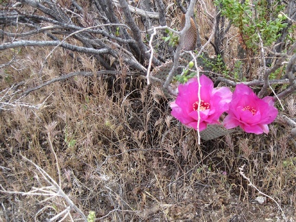 I start seeing the occasional Beavertail Cactus (Opuntia basilaris) in flower