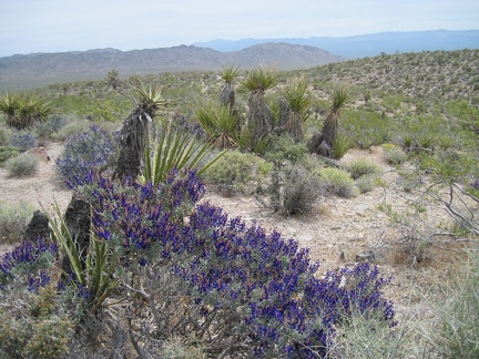 Looking behind me past a patch of indigo bush toward the Beale Mountains on the other side of Kelbaker Road