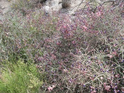 A big patch of paperbag bush (Salazaria mexicana) in the wash leading into the Kelso Mountains