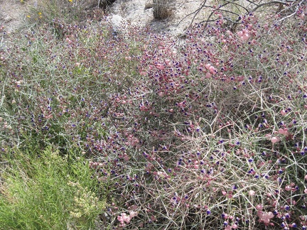 A big patch of paperbag bush (Salazaria mexicana) in the wash leading into the Kelso Mountains