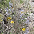 I pass a few desert larkspurs (Delphinium parishii) popping up through some yellow brittlebrush flowers