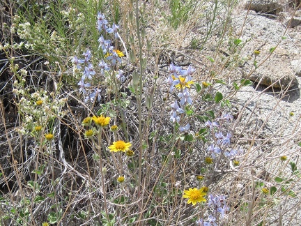 I pass a few desert larkspurs (Delphinium parishii) popping up through some yellow brittlebrush flowers