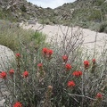 Brilliant Indian Paintbrush never fails to get one's attention!