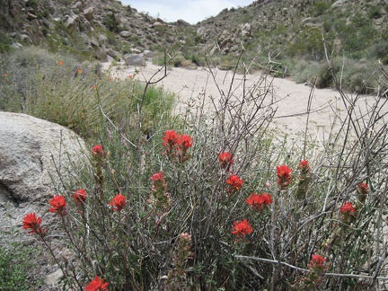 Brilliant Indian Paintbrush never fails to get one's attention!