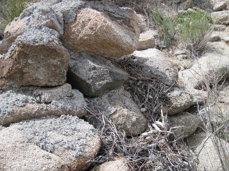 Someone has built a nest in the rocks near the guzzler