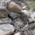 Someone has built a nest in the rocks near the guzzler