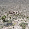 Looking down from the Kelso Peak ridge line past a few joshua trees and indigo bushes, I wonder how I made it up here!