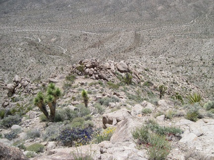 Looking down from the Kelso Peak ridge line past a few joshua trees and indigo bushes, I wonder how I made it up here!