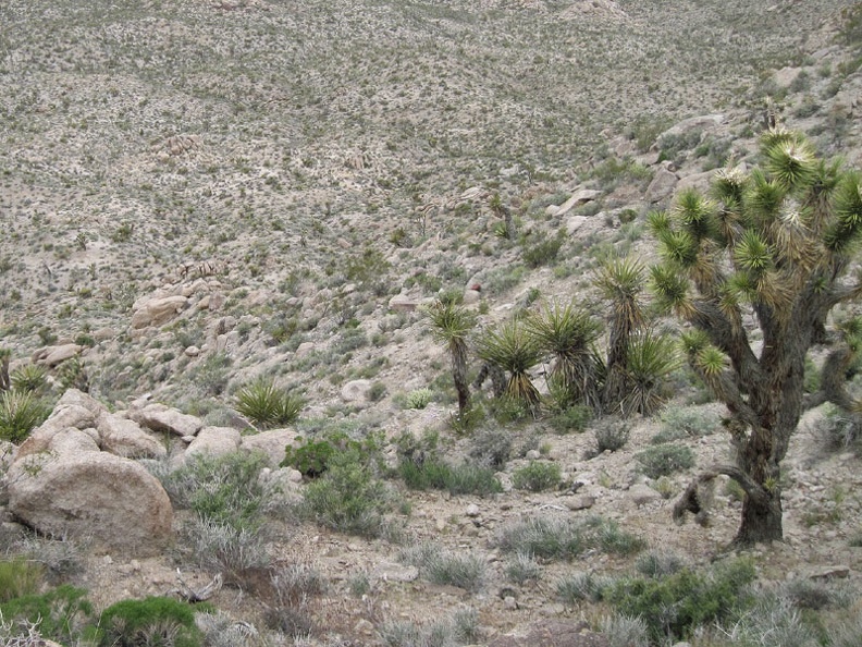 I start looking for a way back down from the Kelso Peak ridge line, preferably not following the same route I ascended