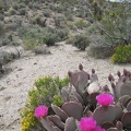 A few beavertail cactus blooms add a splash of colour to a slightly cloudy, olive afternoon