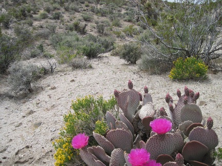 A few beavertail cactus blooms add a splash of colour to a slightly cloudy, olive afternoon