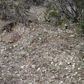 I've seen these little white flowers before, Fremont's pincushion, but this is the first patch of them I've seen today