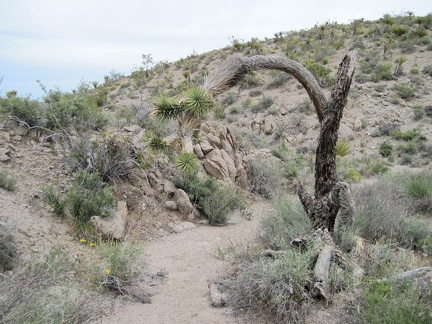 This wash leading down out of the Kelso Mountains turns out to be a small one