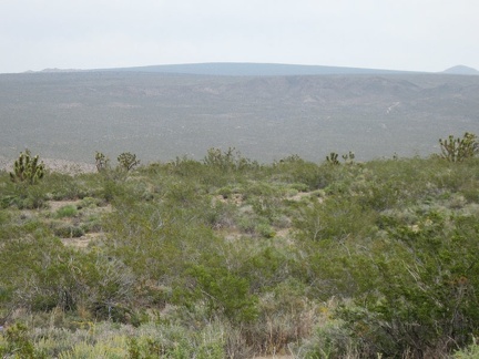 The gently curved crest of Cima Dome is visible in the distance from parts of this wash