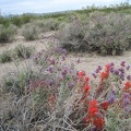 It's not just creosote bush everywhere here; Indian paintbrush flowers pop up through a purple desert sage