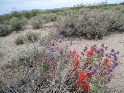 It's not just creosote bush everywhere here; Indian paintbrush flowers pop up through a purple desert sage