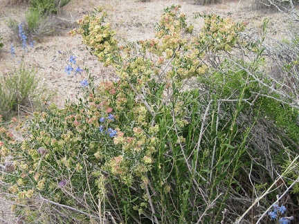 Blue delphiniums (Delphinium parishii) flowering near some yellowish hopsage (Grayia spinosa)