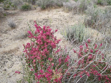 A short distance later, I notice another hopsage, this one with more mature inflorescences