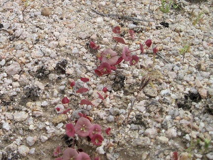 This tiny plant in a gravelly area reminds me of miner's lettuce; it's Oxytheca perfoliata (roundleaf puncturebract)