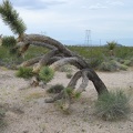 Another view of my favourite joshua tree