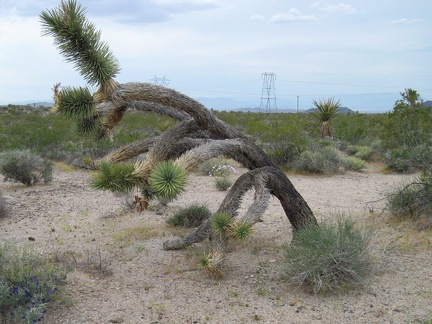 Another view of my favourite joshua tree