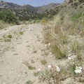 White primroses and orange desert-mallow flowers along Keystone Canyon Road
