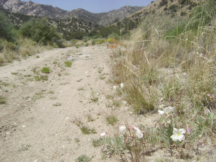 White primroses and orange desert-mallow flowers along Keystone Canyon Road