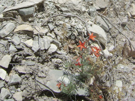 I stumble across these little red flowers that I'm not familiar with