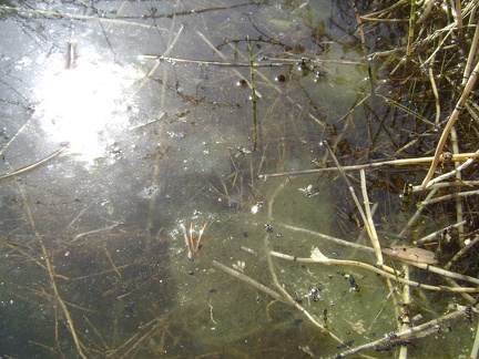 Looking closer, Keystone Spring seems to be semi-stagnant