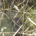 Bugs abound at Keystone Spring, as happy to have water as I am