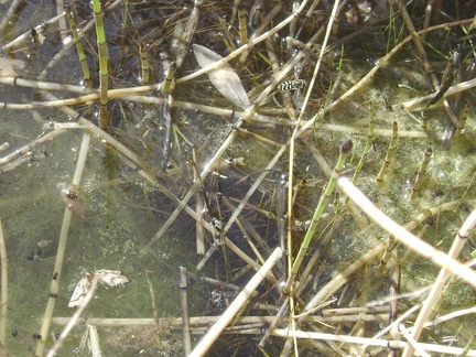 Bugs abound at Keystone Spring, as happy to have water as I am