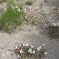 A few primroses bloom along Keystone Canyon Road a bit west of my campsite