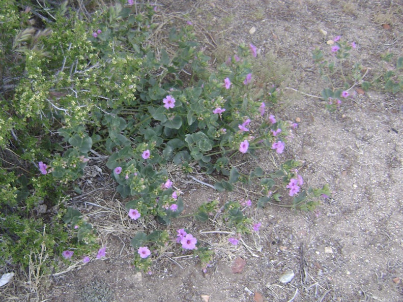 Quite a few desert four o'clocks are blooming around my Keystone Canyon campsite