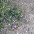 Quite a few desert four o'clocks are blooming around my Keystone Canyon campsite