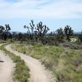 Riding a winding road in a quiet joshua-tree forest is always enjoyable