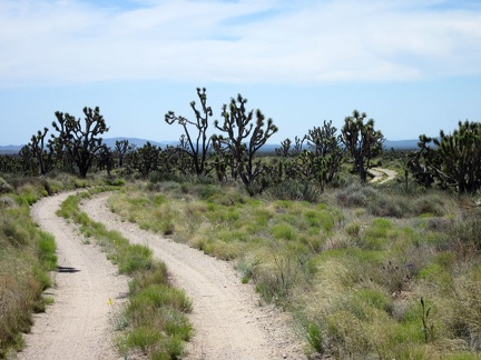 Riding a winding road in a quiet joshua-tree forest is always enjoyable