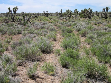 With assistance from my Delorme GPS, I locate the old road that I'm hoping to follow; it's nearly invisible!