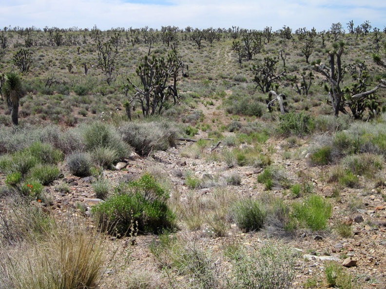 After about 100 feet on this old grown-in road, I decide to turn back and take the longer, but easier, Hart Mine Road instead