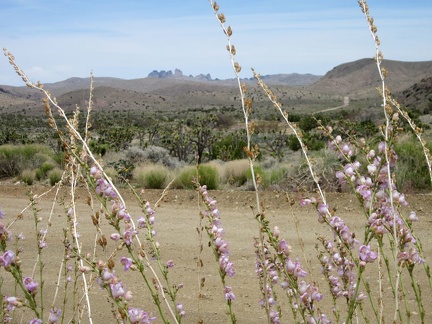 From the top of Ivanpah Road near Barnwell, I can still see over to Castle Peaks, but this view won't last long