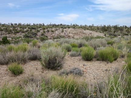 I locate a berm of earth, part of the old Ivanpah railway grade and the "invisible" road I wanted to ride earlier