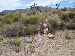 With relatively few wildflowers along Ivanpah Road, this little garden against a New York Mountains backdrop gets my attention